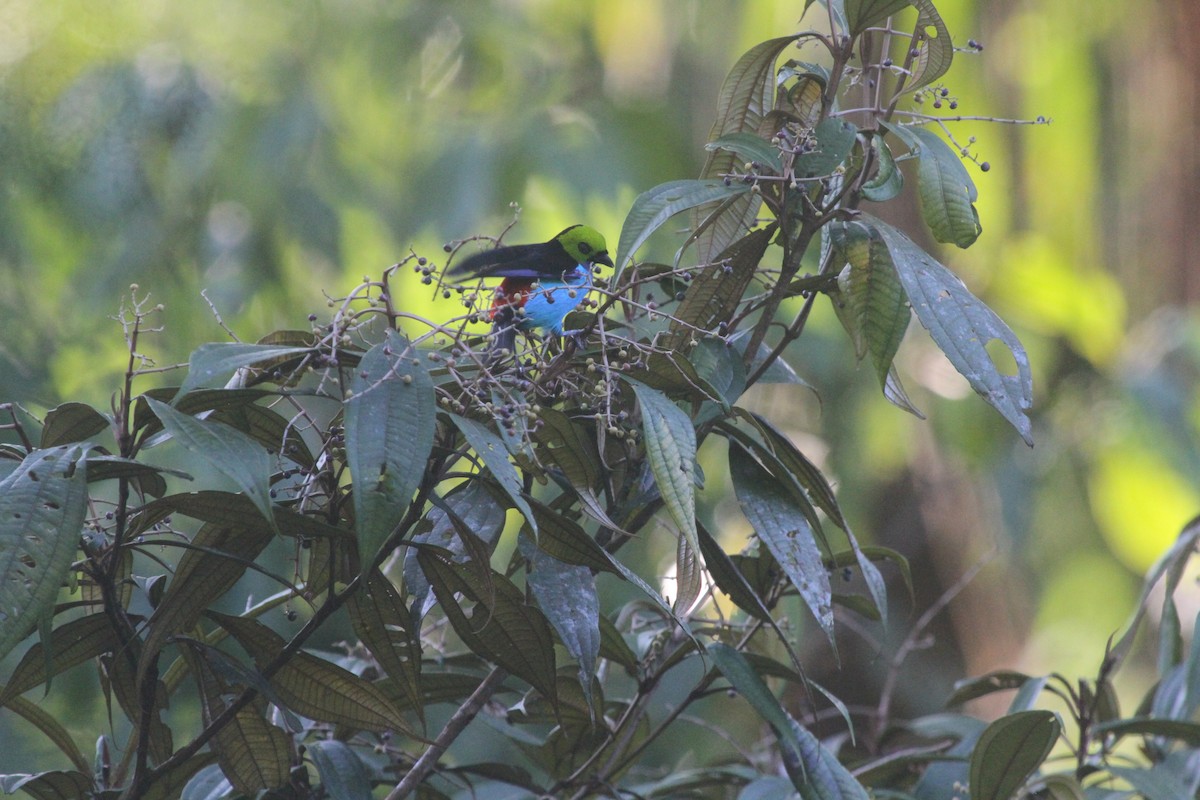 Paradise Tanager - ML193982771