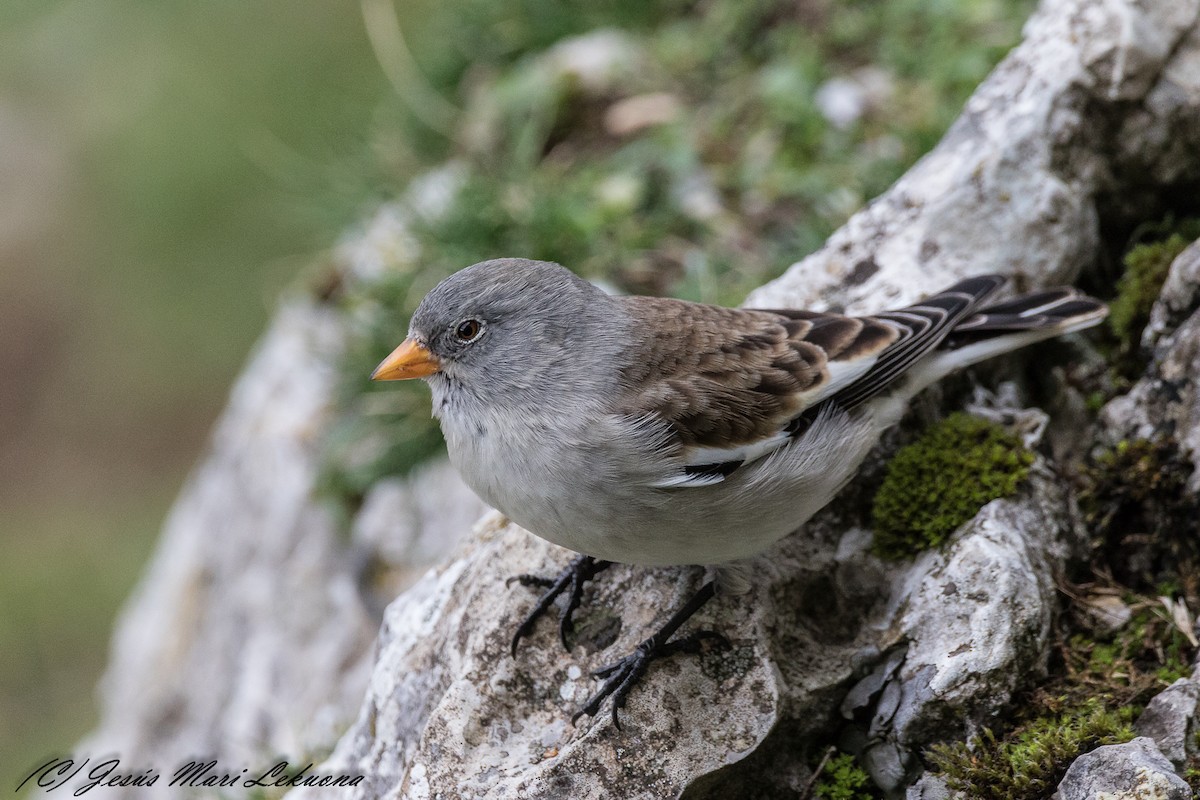 White-winged Snowfinch - ML193990091