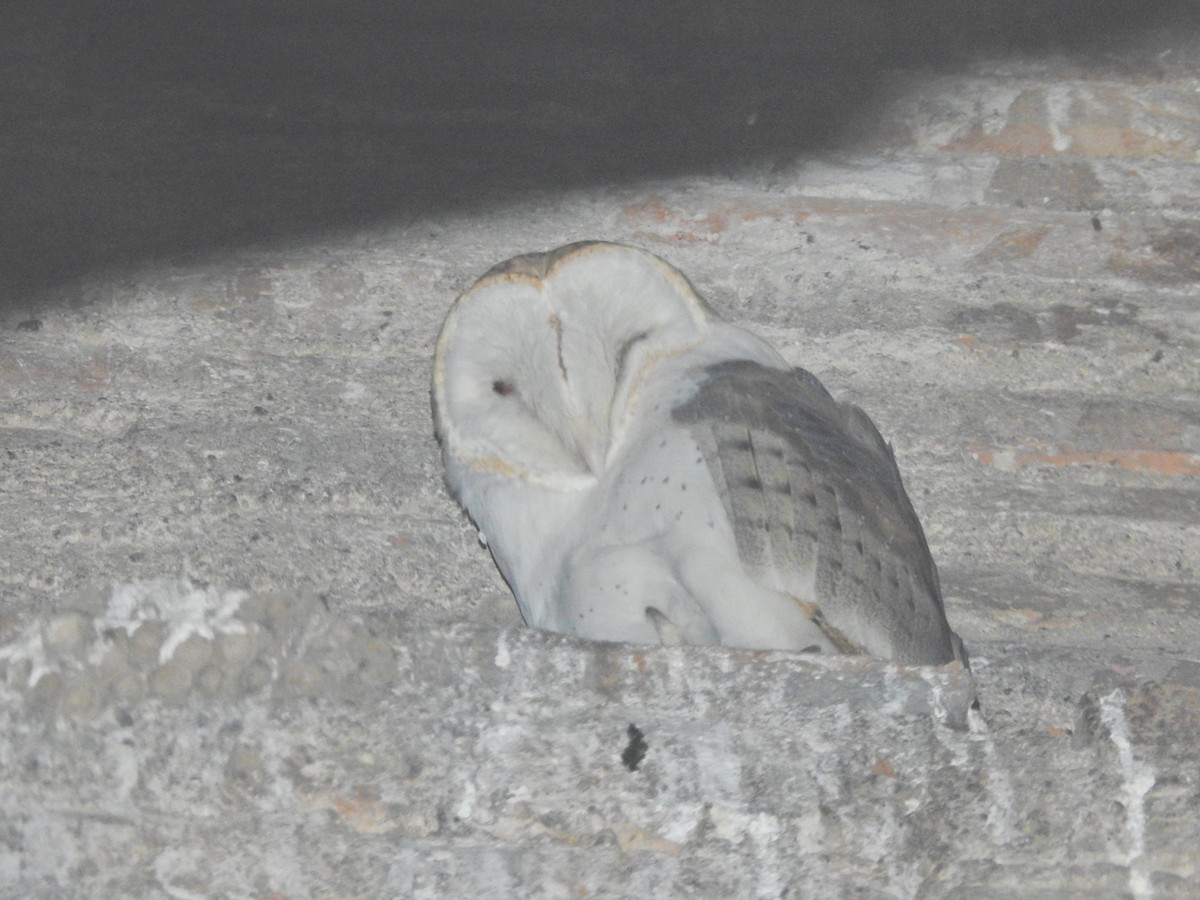 Barn Owl - German Roitman