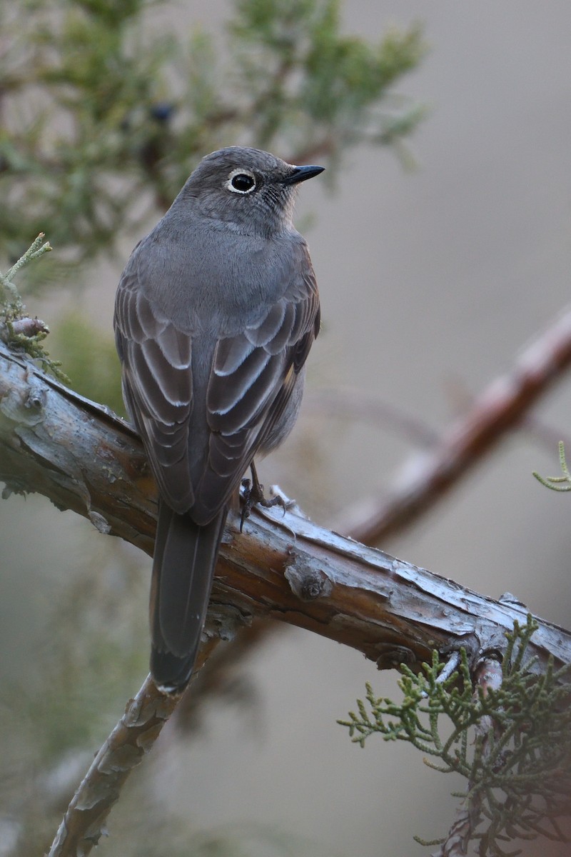 Townsend's Solitaire - ML193993801