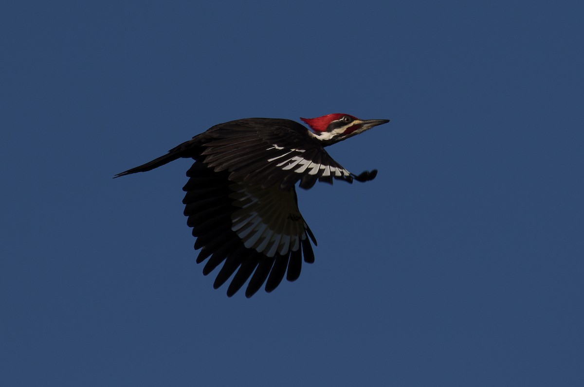 Pileated Woodpecker - ML193994151