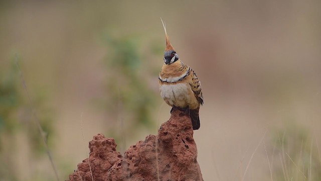 Spinifex Pigeon - ML193997111
