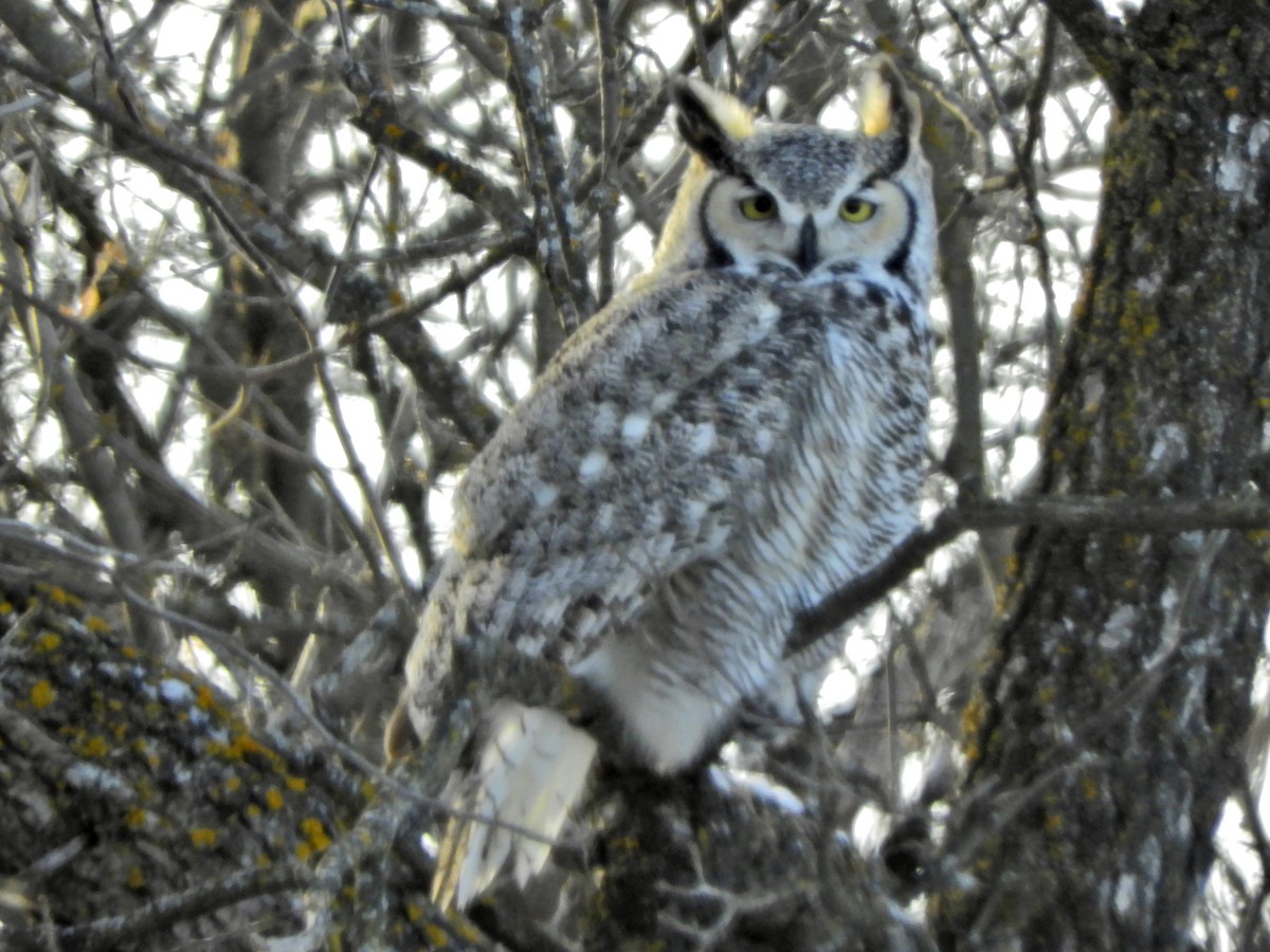 Great Horned Owl - ML193999331