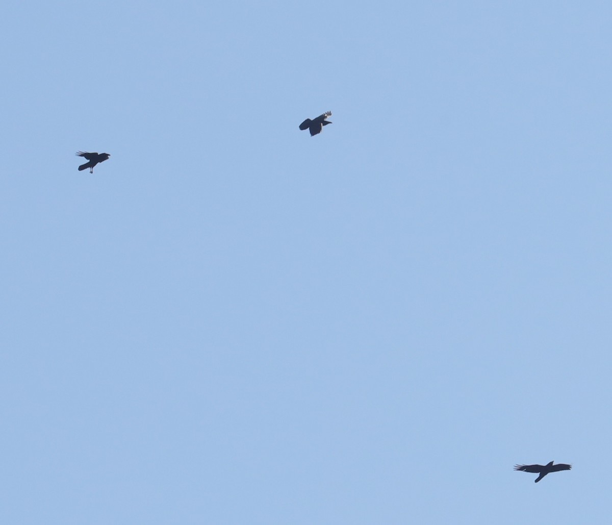 ML194001721 Common Raven Macaulay Library