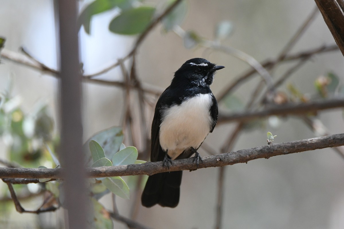 Willie-wagtail - ML194003341