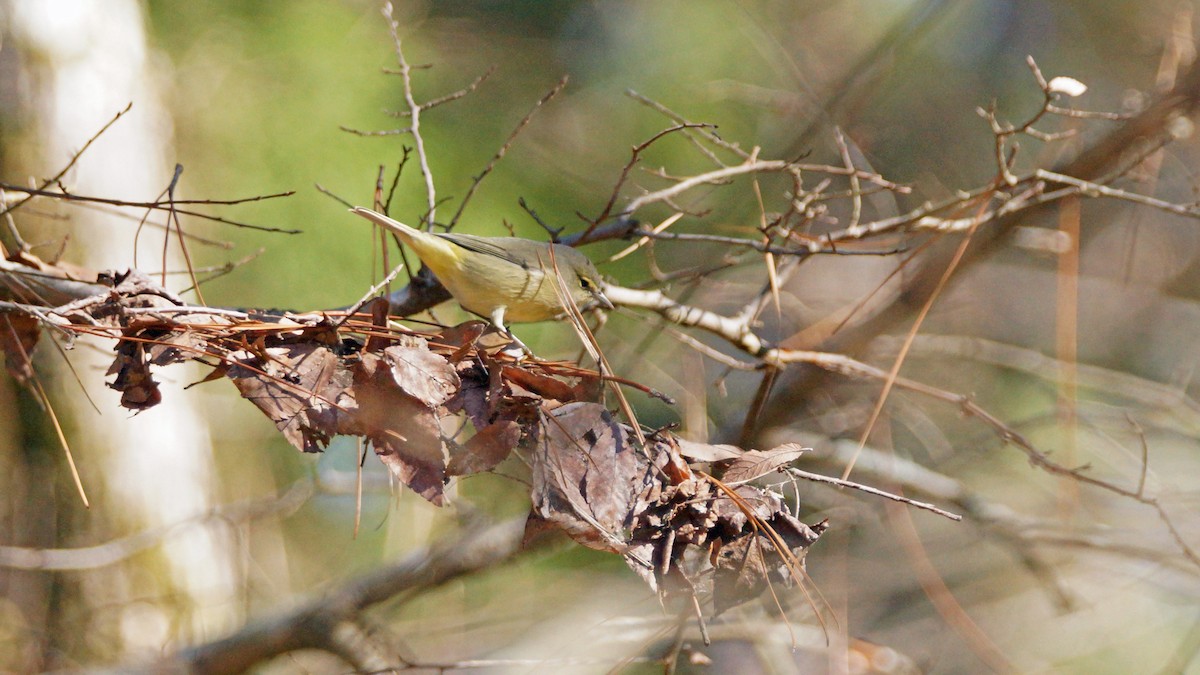 Orange-crowned Warbler - Skipper Anding
