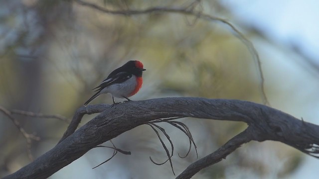 Red-capped Robin - ML194009491