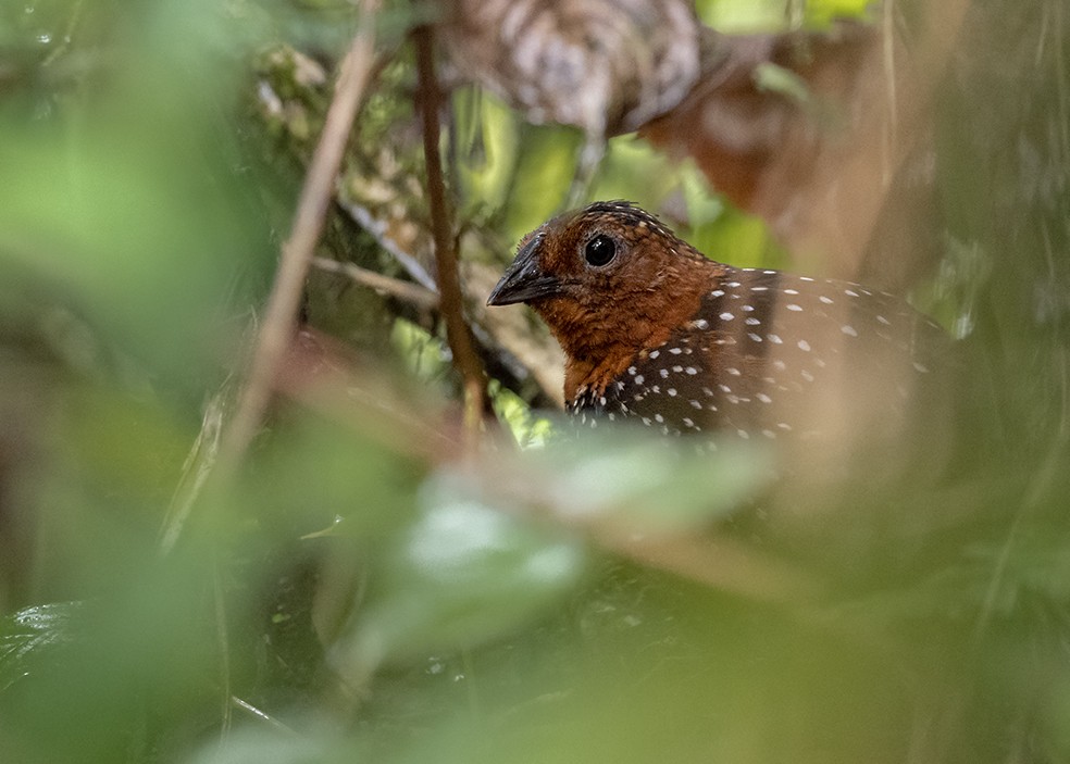 Ocellated Tapaculo - Andres Vasquez Noboa