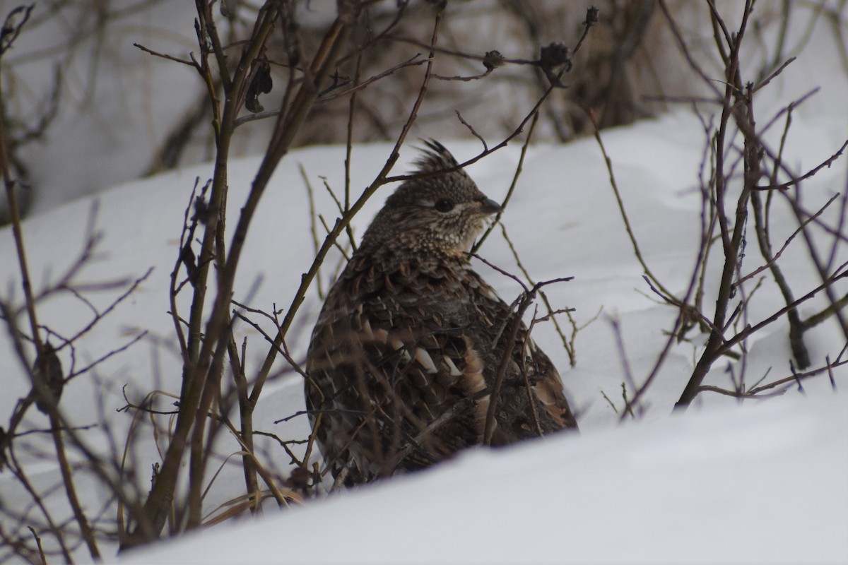 Ruffed Grouse - Syd Cannings