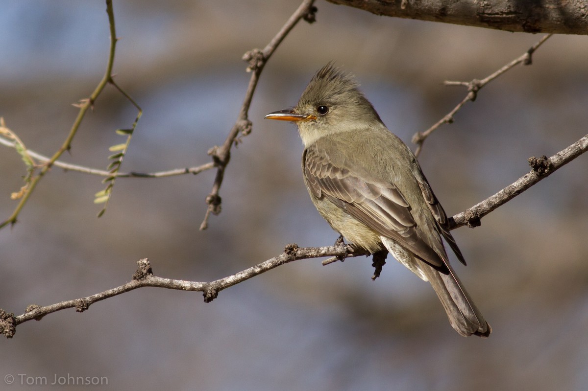Greater Pewee - Tom Johnson