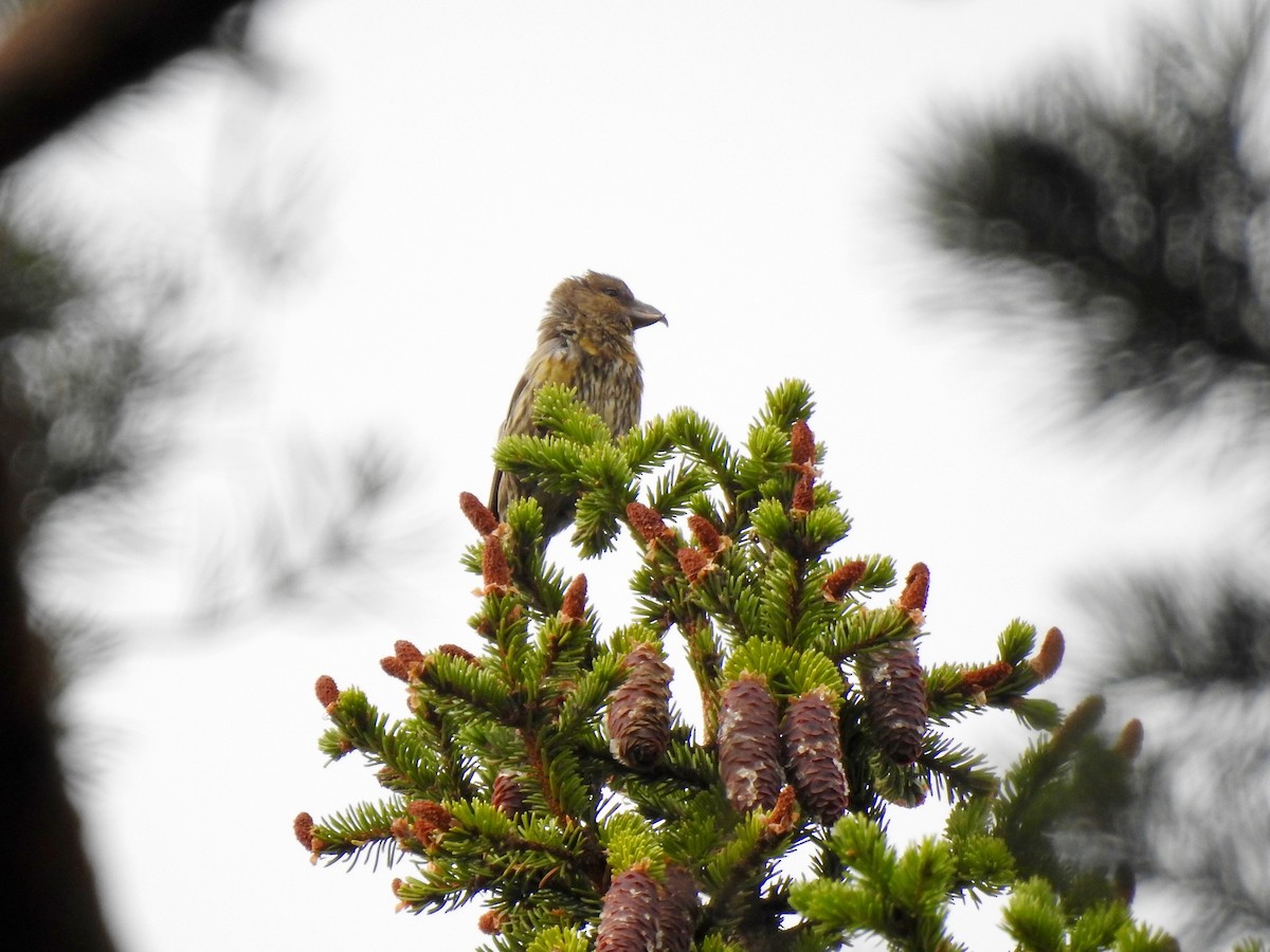 Red Crossbill (Glip or type C) - ML194013621