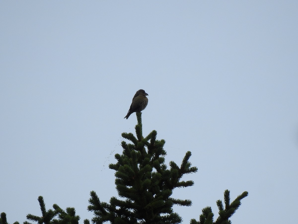 Red Crossbill (Glip or type C) - ML194013961