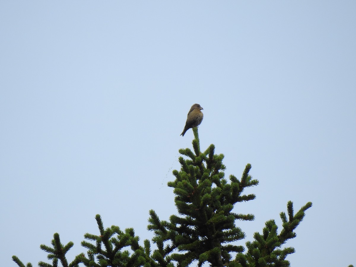 Red Crossbill (Glip or type C) - ML194013971
