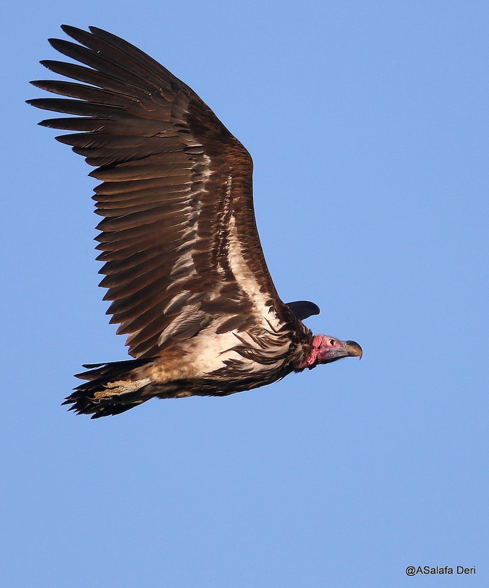 Lappet-faced Vulture - ML194014451