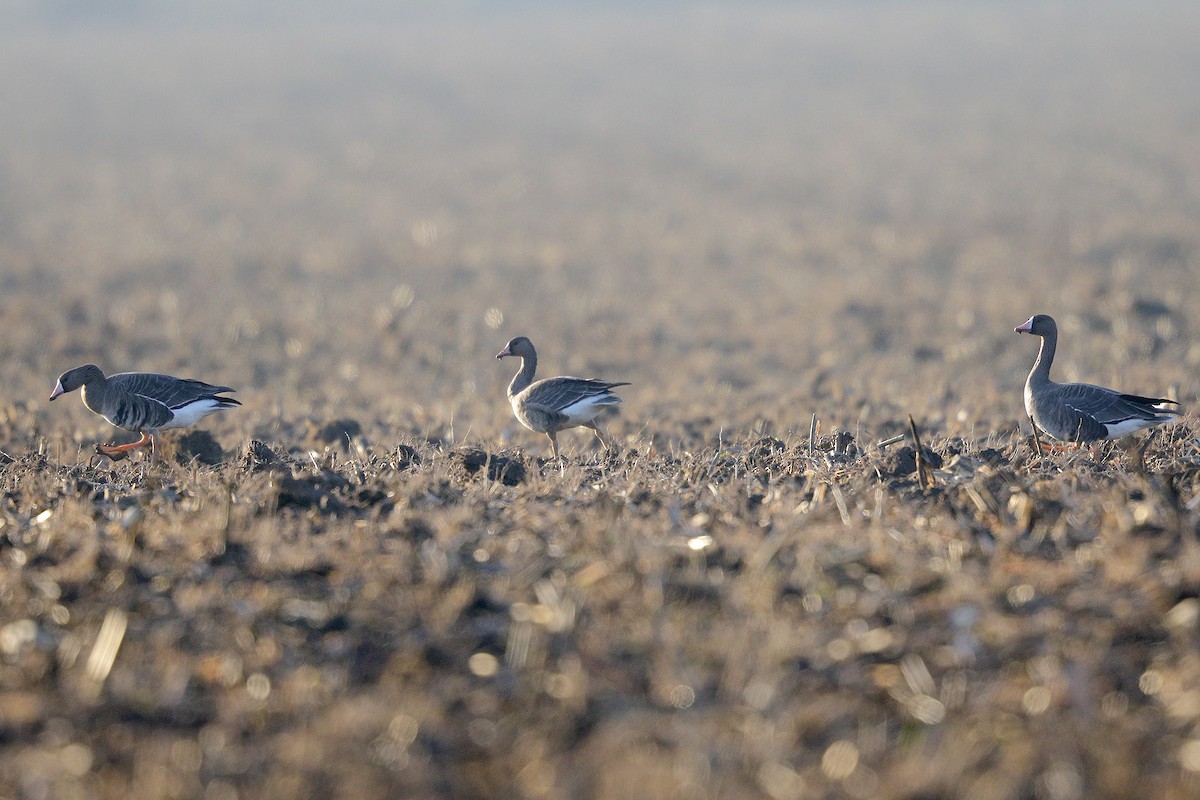 Greater White-fronted Goose - Radovan Václav