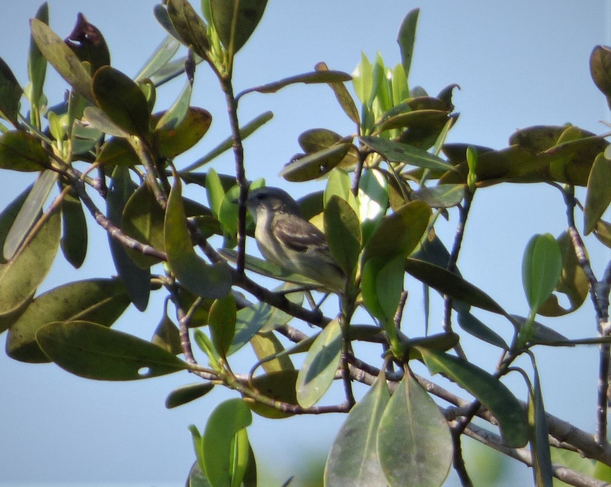 Southern Mouse-colored Tyrannulet - ML194023591