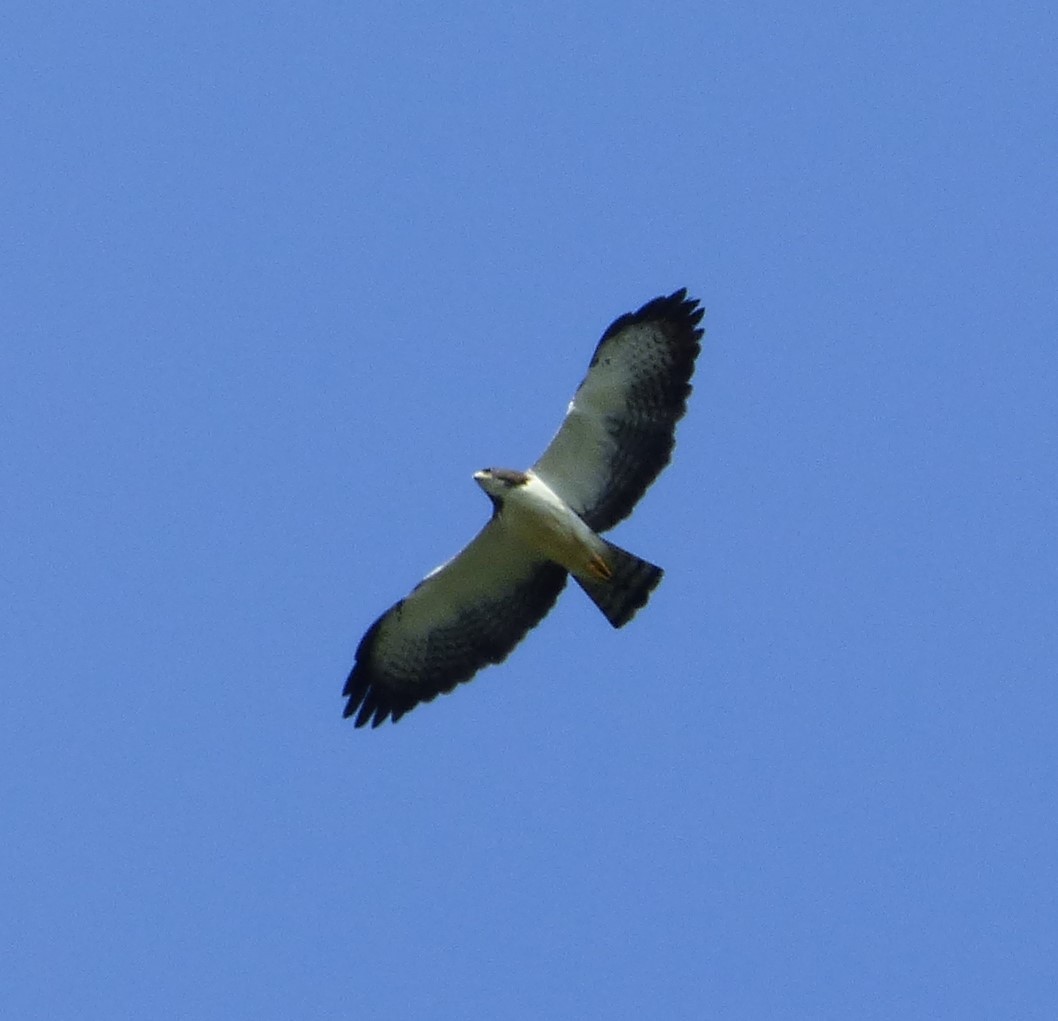 Short-tailed Hawk - ML194023721