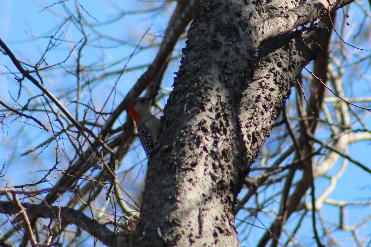Red-bellied Woodpecker - ML194024331