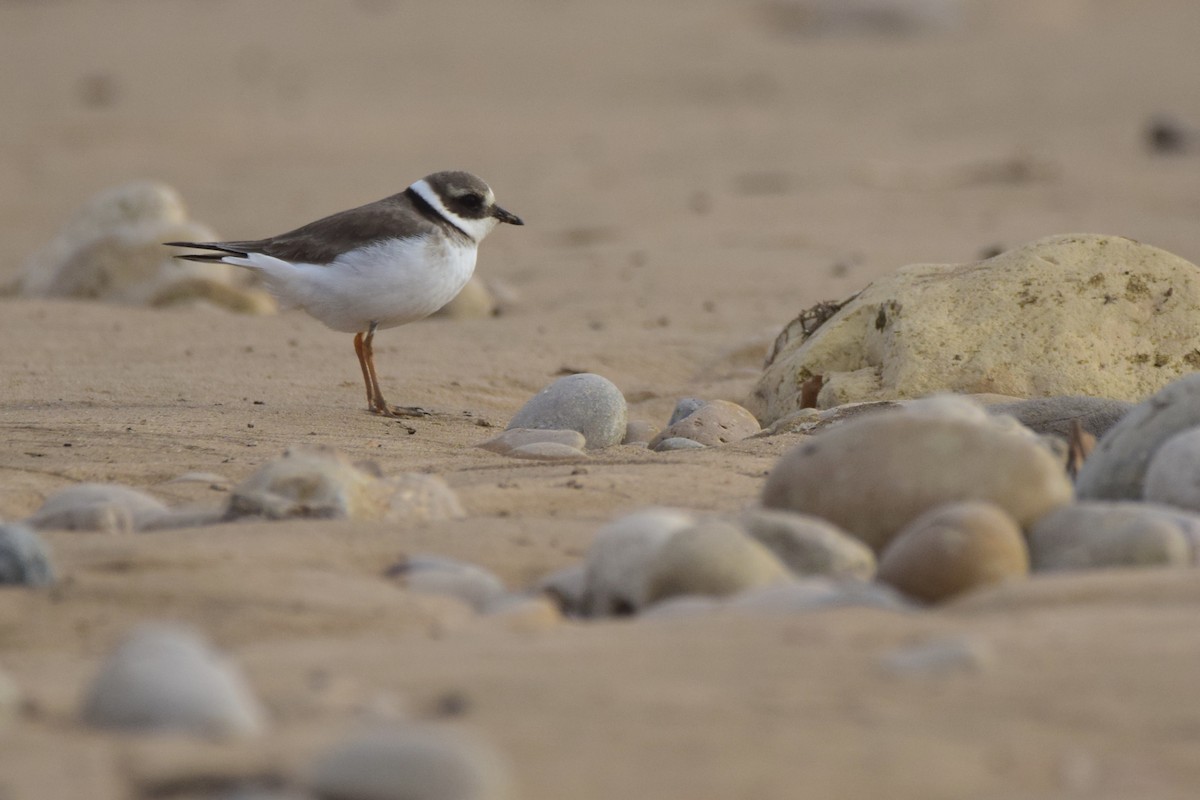 Common Ringed Plover - ML194027121
