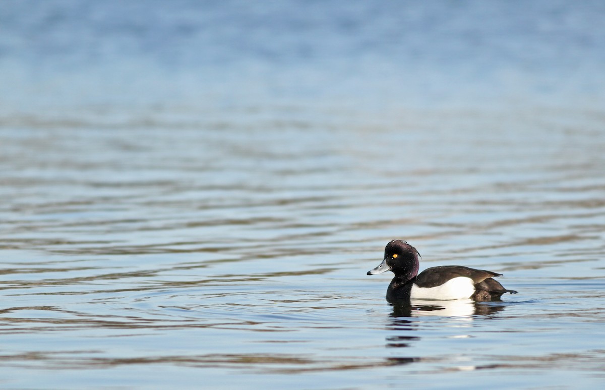 Tufted Duck - ML194027931