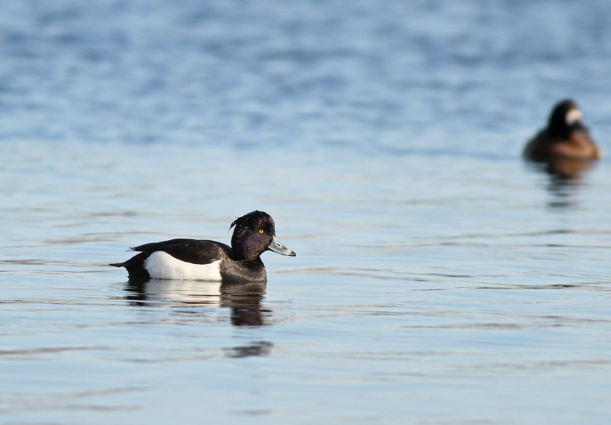 Tufted Duck - ML194027941