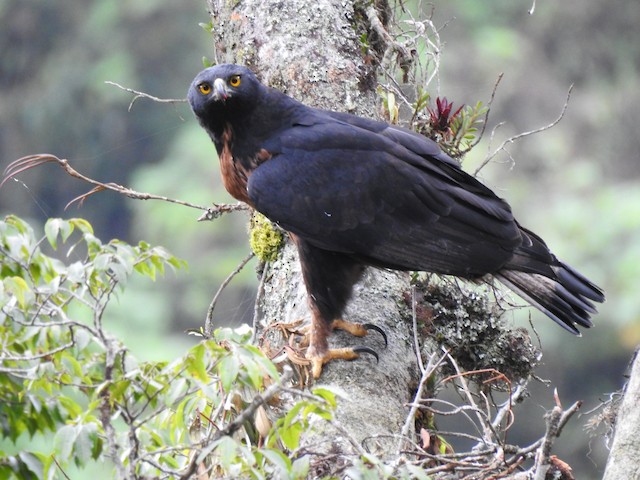 Adult Black-and-chestnut Eagle - Black-and-chestnut Eagle - 