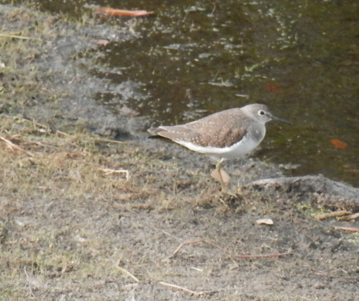 Solitary Sandpiper - ML194029561