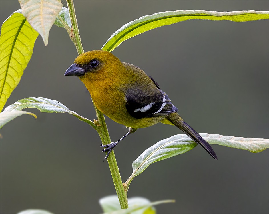 White-winged Tanager - ML194034371