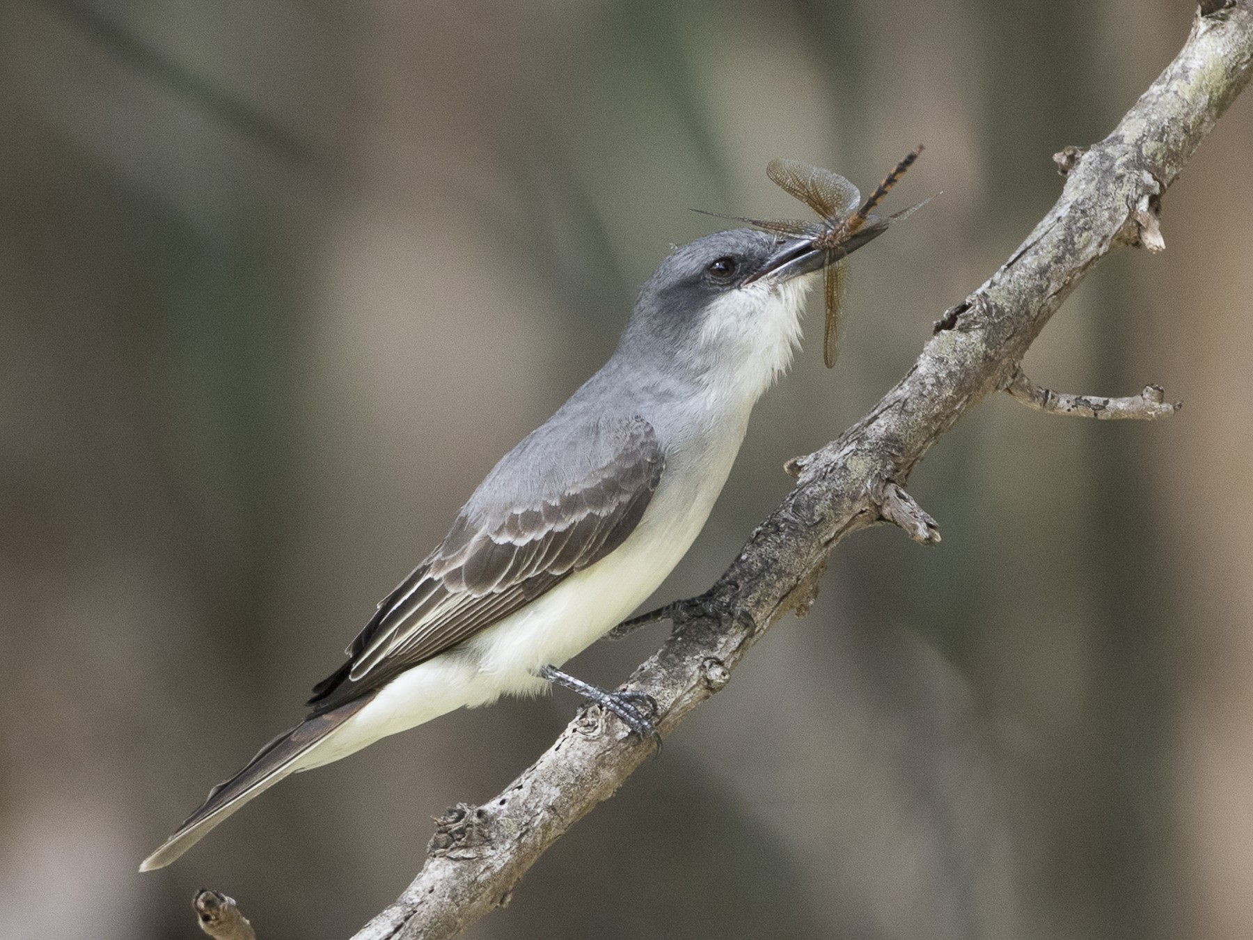 Gray Kingbird eBird