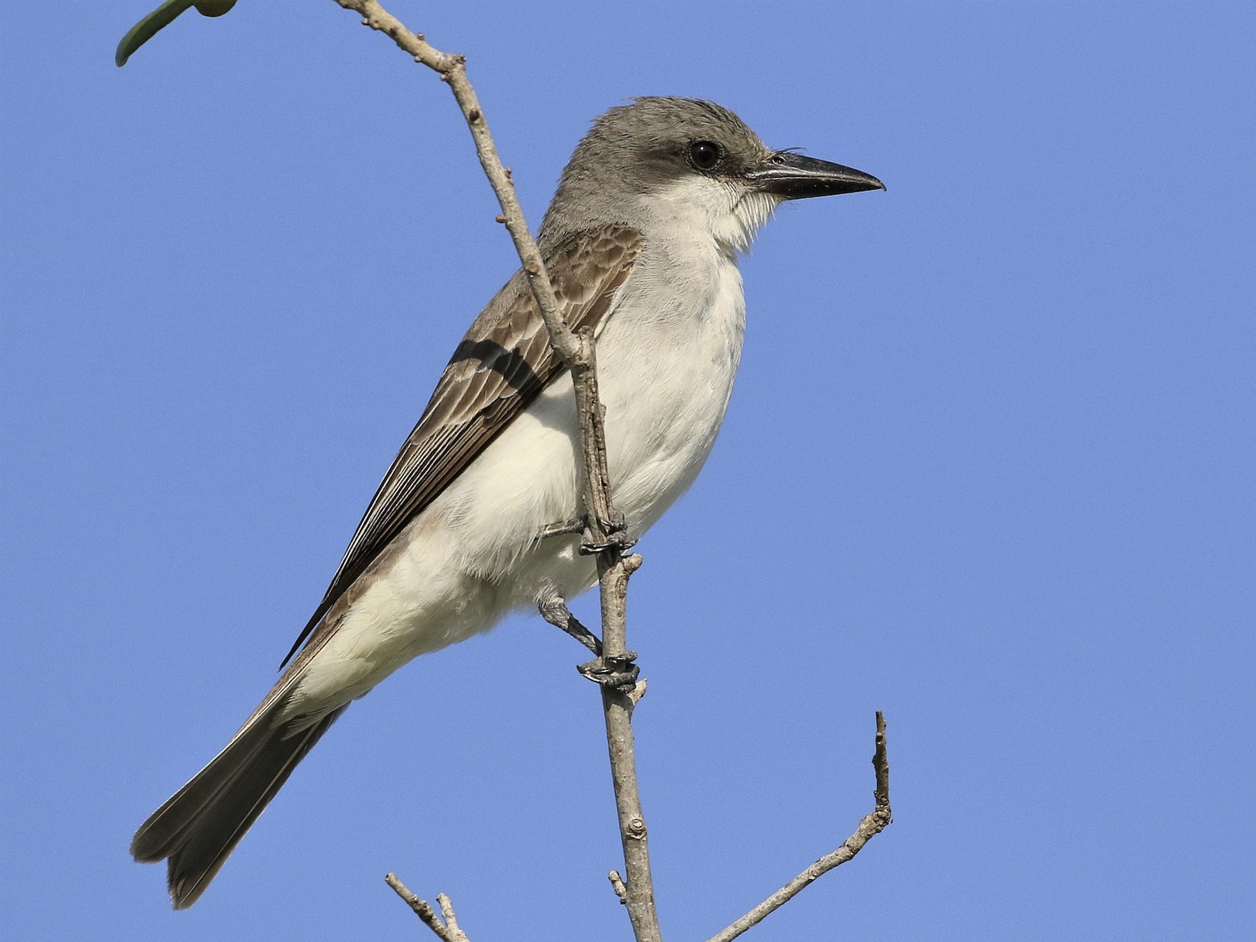 Gray Kingbird - eBird