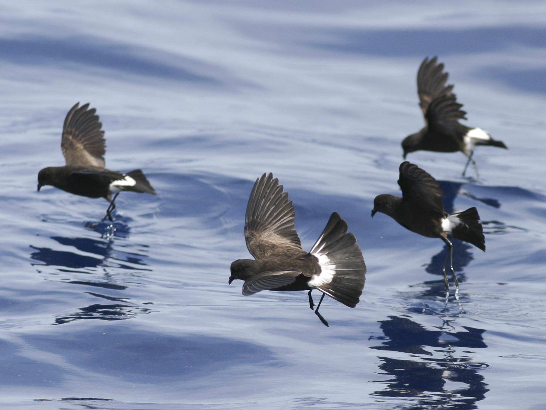 アシナガウミツバメ Ebird