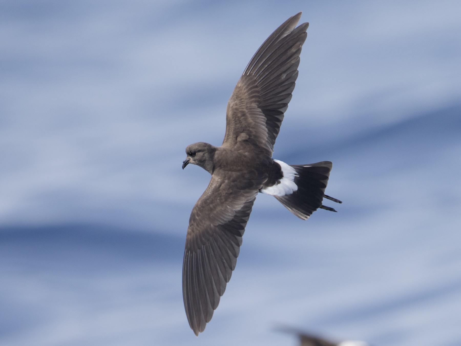 アシナガウミツバメ Ebird