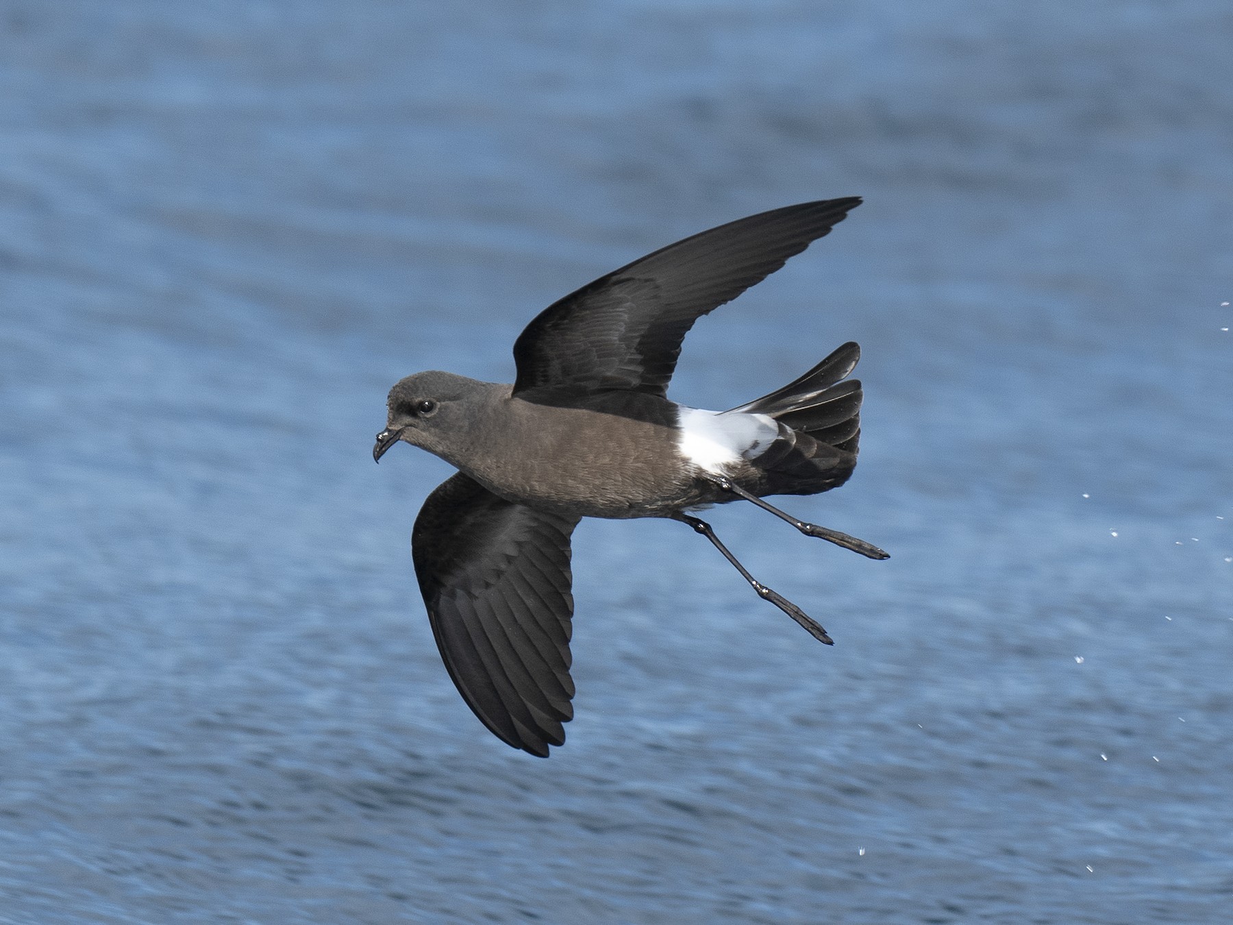 Wilson's Storm-Petrel - eBird