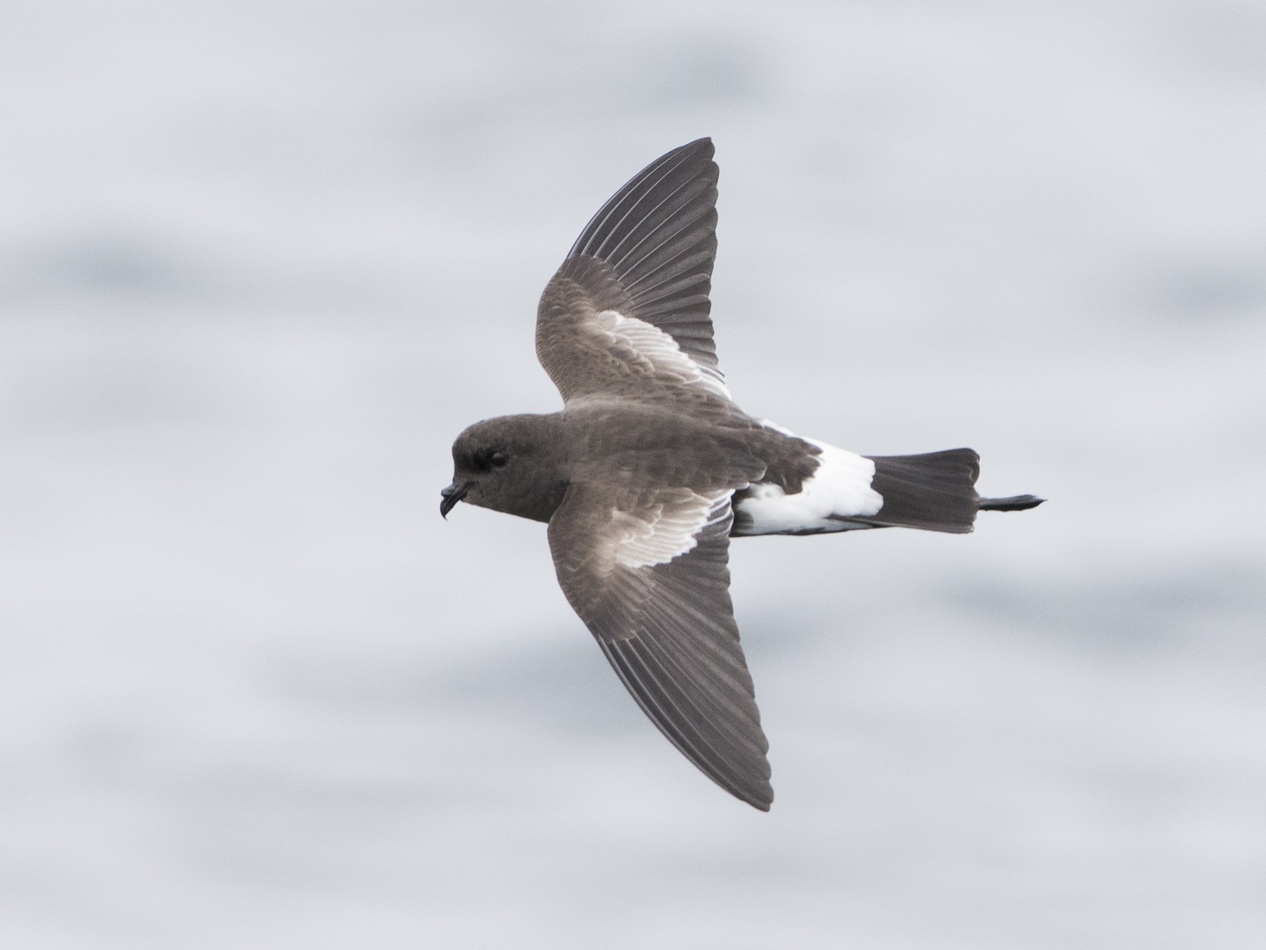 アシナガウミツバメ Ebird