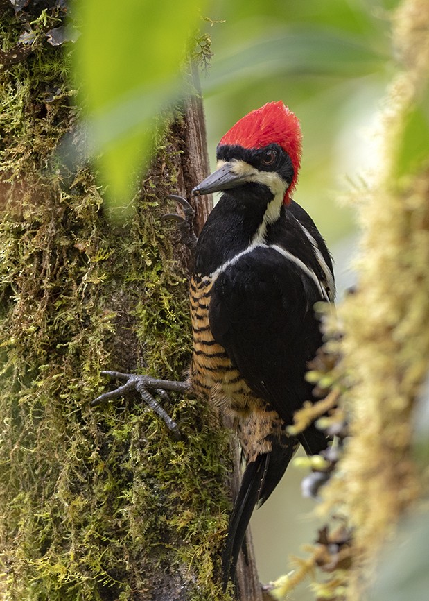 Powerful Woodpecker - Andres Vasquez Noboa