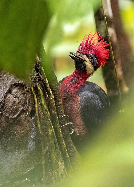 Crimson-bellied Woodpecker - ML194038631