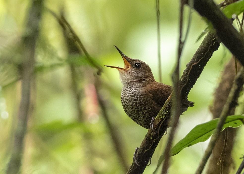 Scaly-breasted Wren - ML194039451