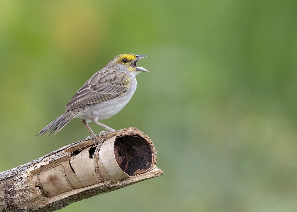 Yellow-browed Sparrow - ML194040961