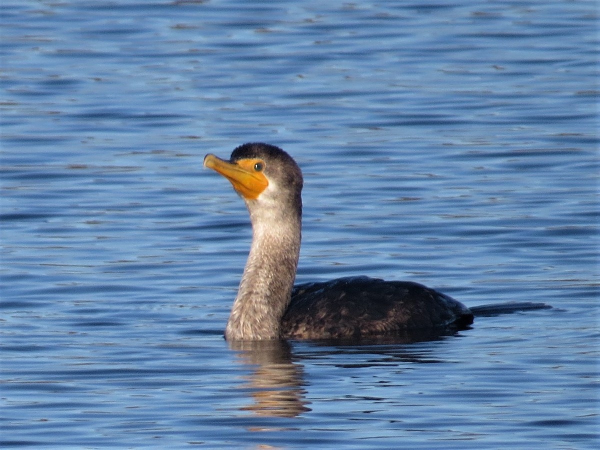 Double-crested Cormorant - Maggie Smith