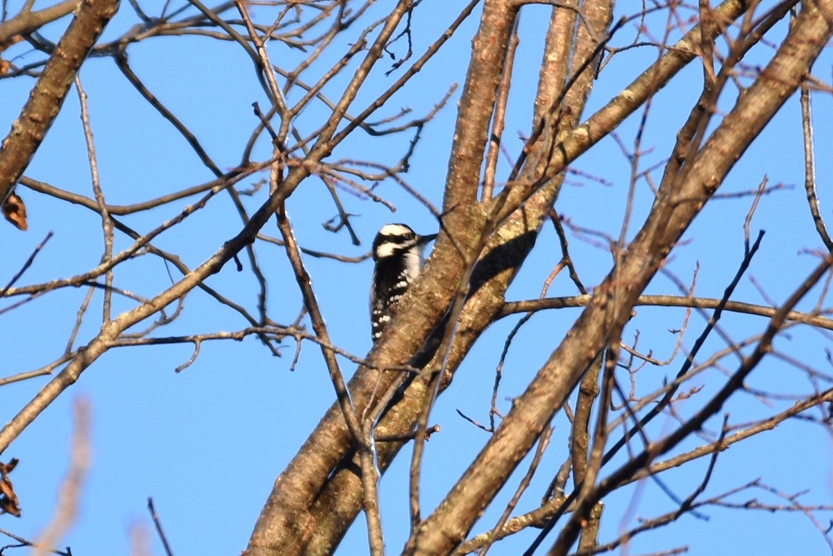 Hairy Woodpecker - irina shulgina