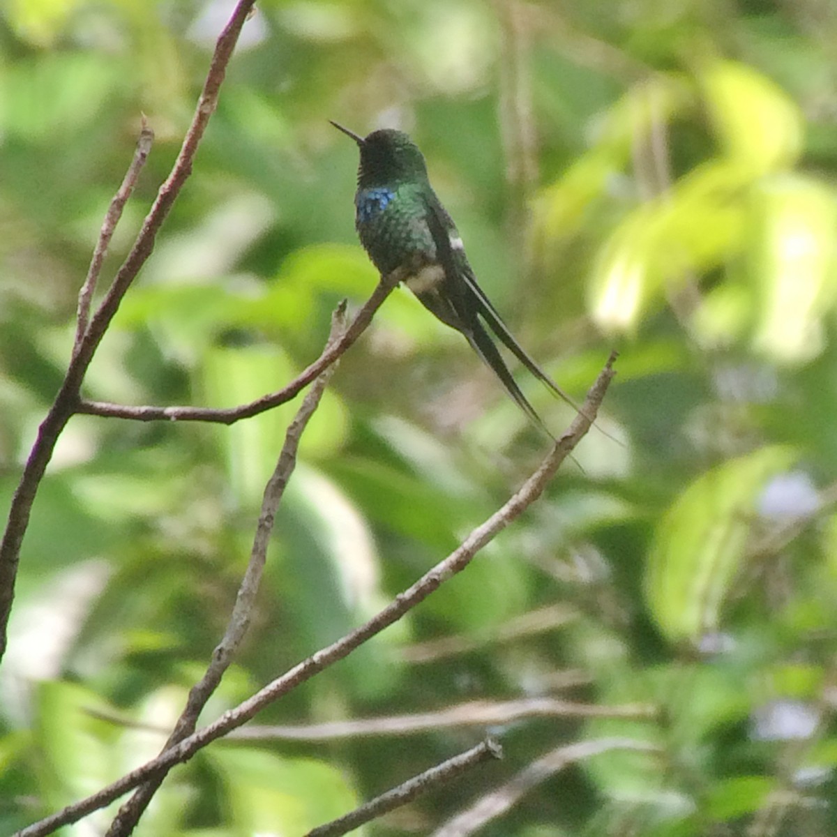 Green Thorntail - Tommie Rogers