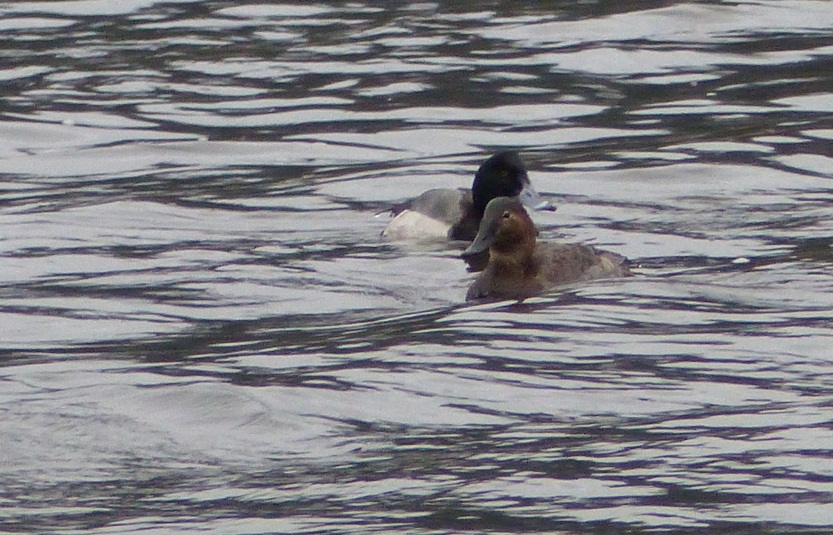 Ring-necked Duck x Greater Scaup (hybrid) - ML194050981