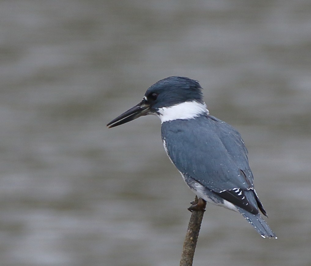 Belted Kingfisher - ML194051141