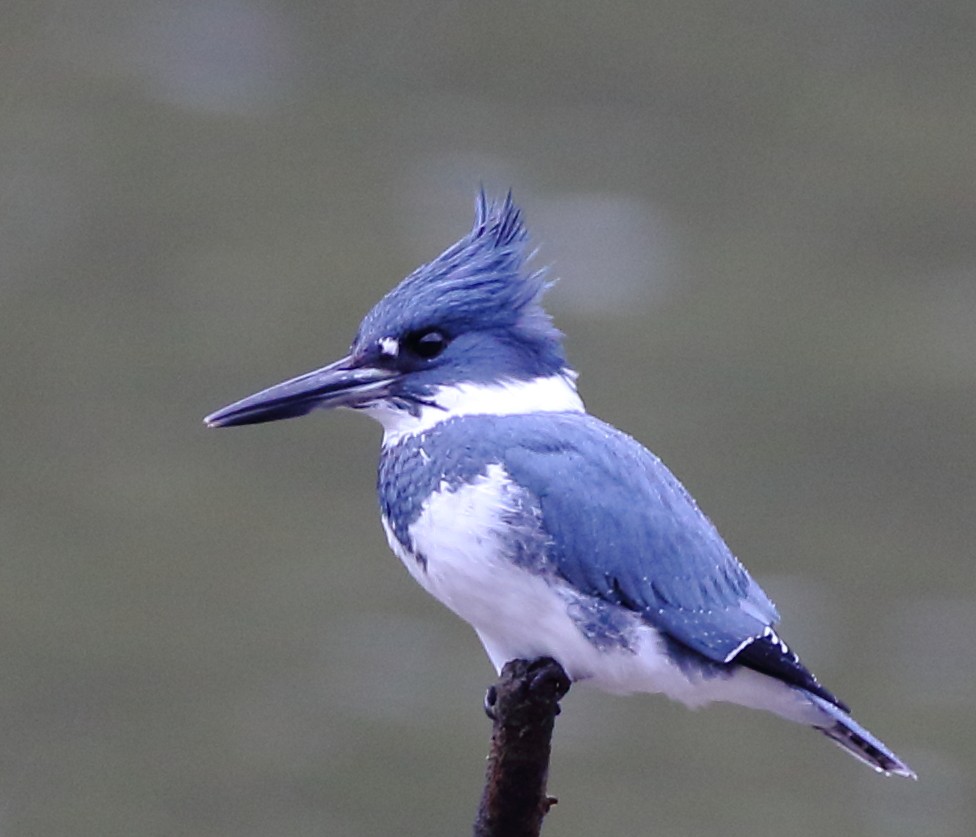 Belted Kingfisher - ML194051251