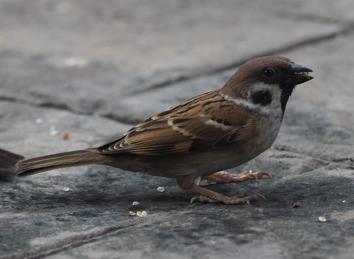 Eurasian Tree Sparrow - Mark Stevenson