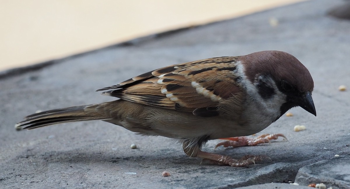 Eurasian Tree Sparrow - ML194051571
