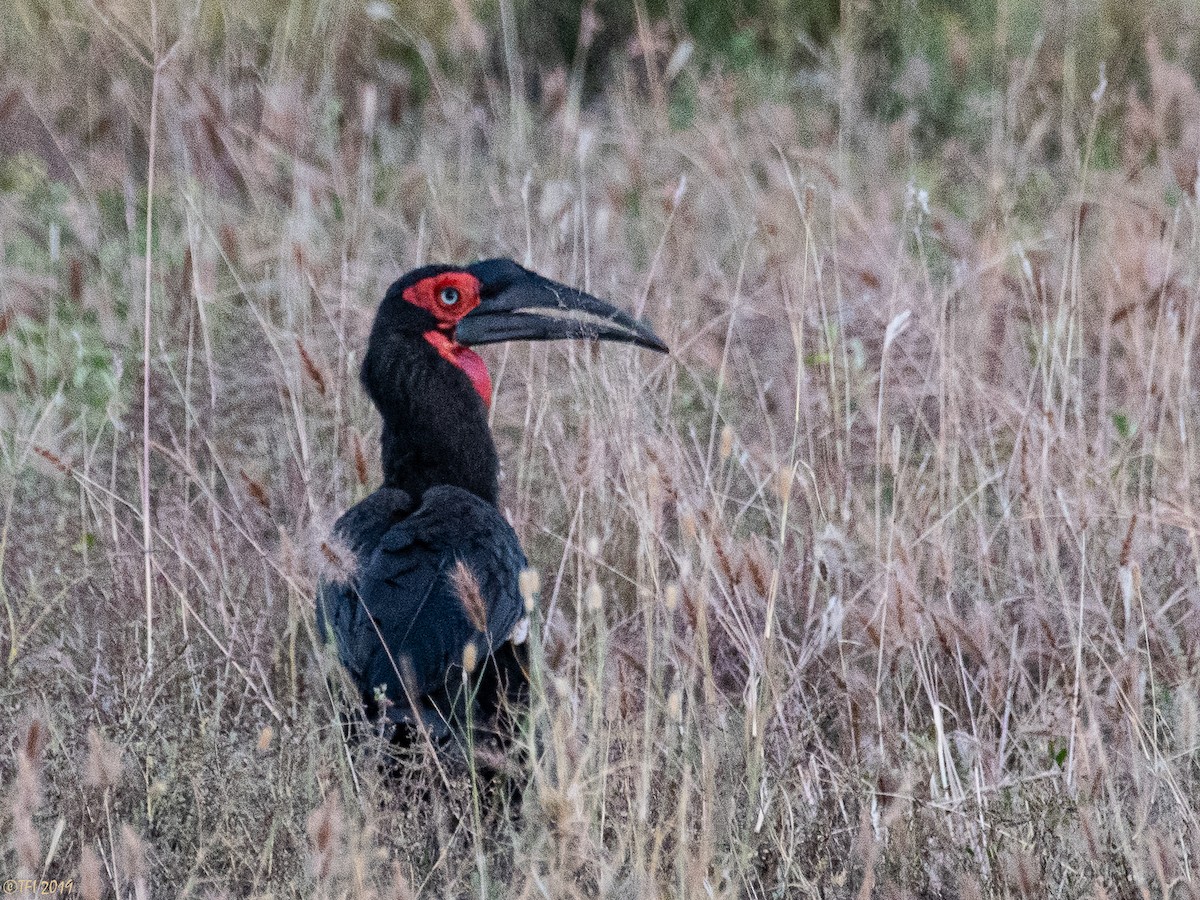 Southern Ground-Hornbill - T I