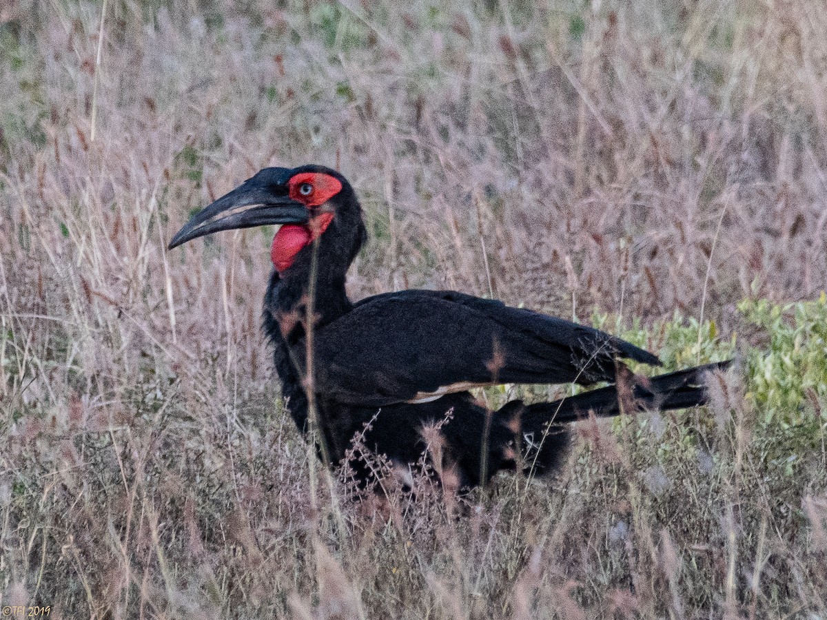 Southern Ground-Hornbill - T I