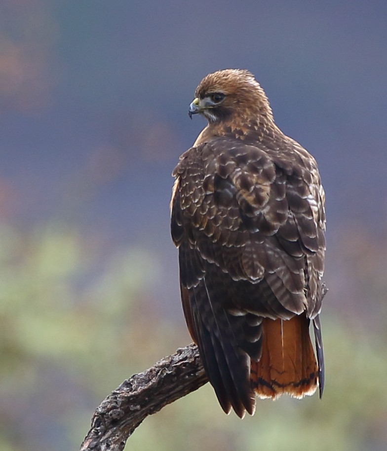 Red-tailed Hawk - Kent Leland