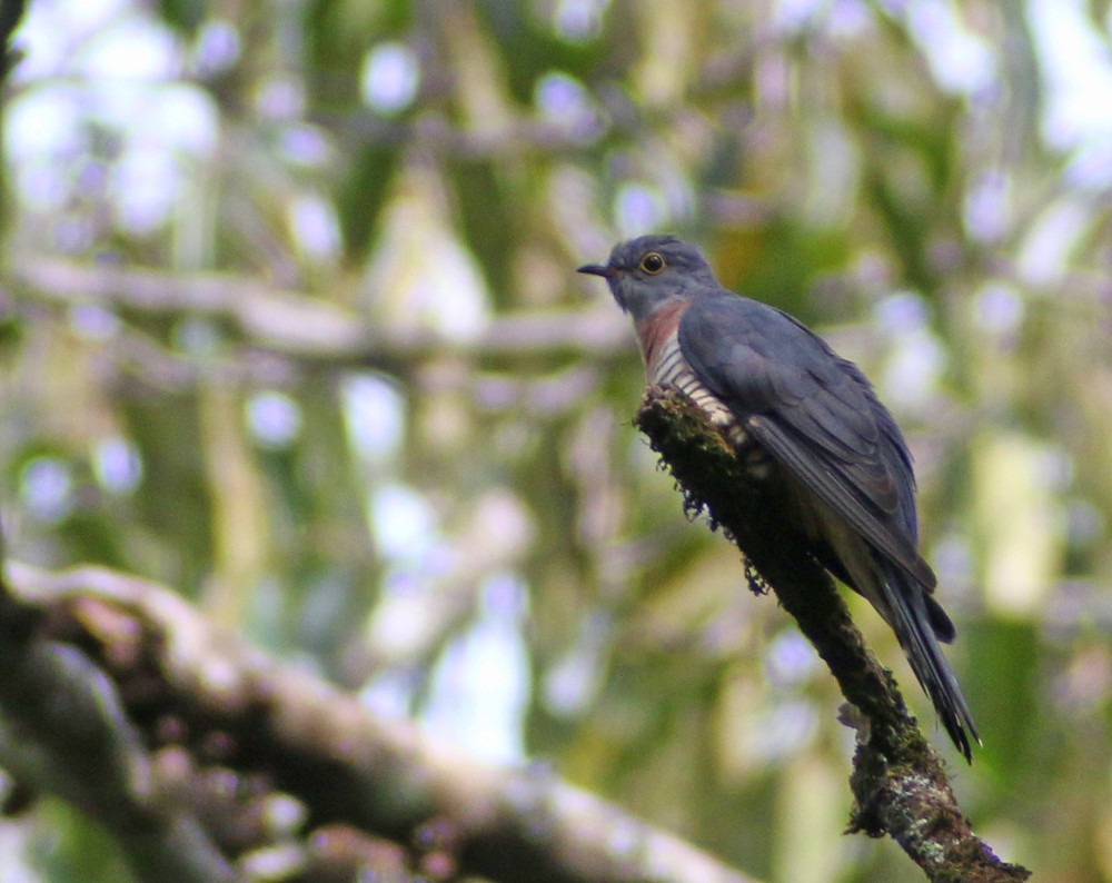 Red-chested Cuckoo - ML194056411